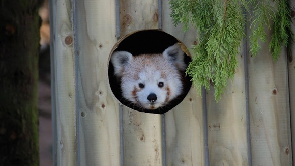 One of the new arrivals at Flamingoland
