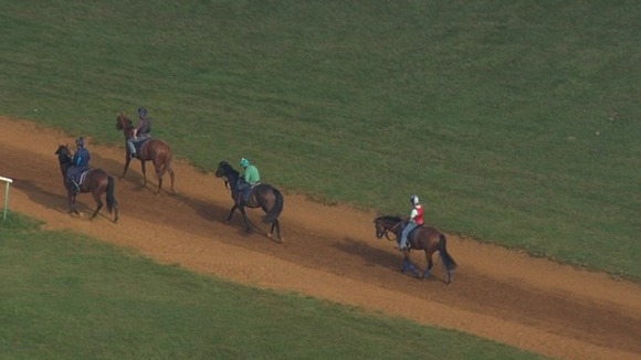 Horses being exercised at Newmarket
