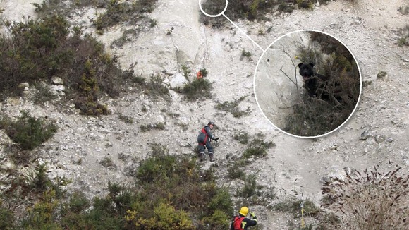 Tyler, a three-year-old Staffordshire bull terrier-cross, was rescued from 50 metres up a cliff face.
