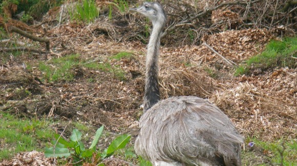 The emu in Maesycwmer