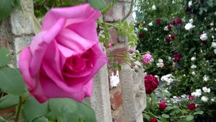 Peter Beales Roses