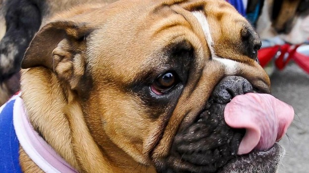 Bulldog Olympic