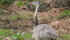 The emu on the golf course