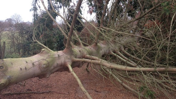 trees