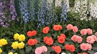 Chelsea Flower Show