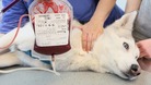 Dog and cat blood banks have been in operation for more than a decade.