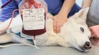 Dog and cat blood banks have been in operation for more than a decade.