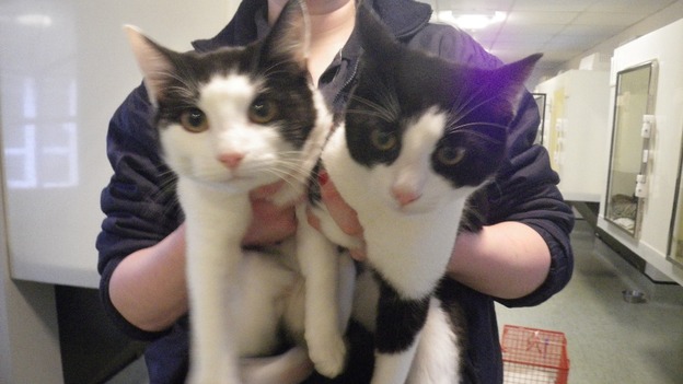 cats