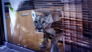The cougar that came for breakfast.