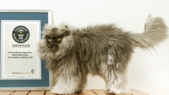 Colonel Meow shows off his Guinness certificate after becoming a world record holder.
