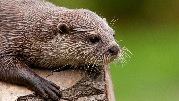 An otter sits on a log.