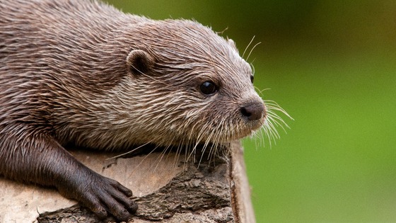 An otter sits on a log.
