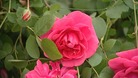 Peter Beales Roses