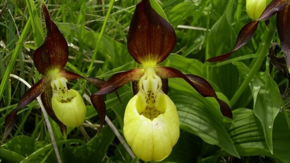 Lady's Slipper orchid