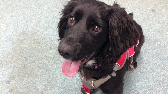 Scrappy the fire dog is being tested against technology.