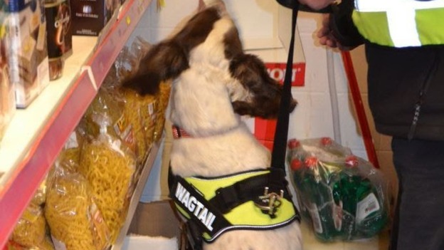 tobacco raids