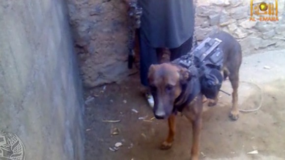The dog is reportedly called 'Colonel'.