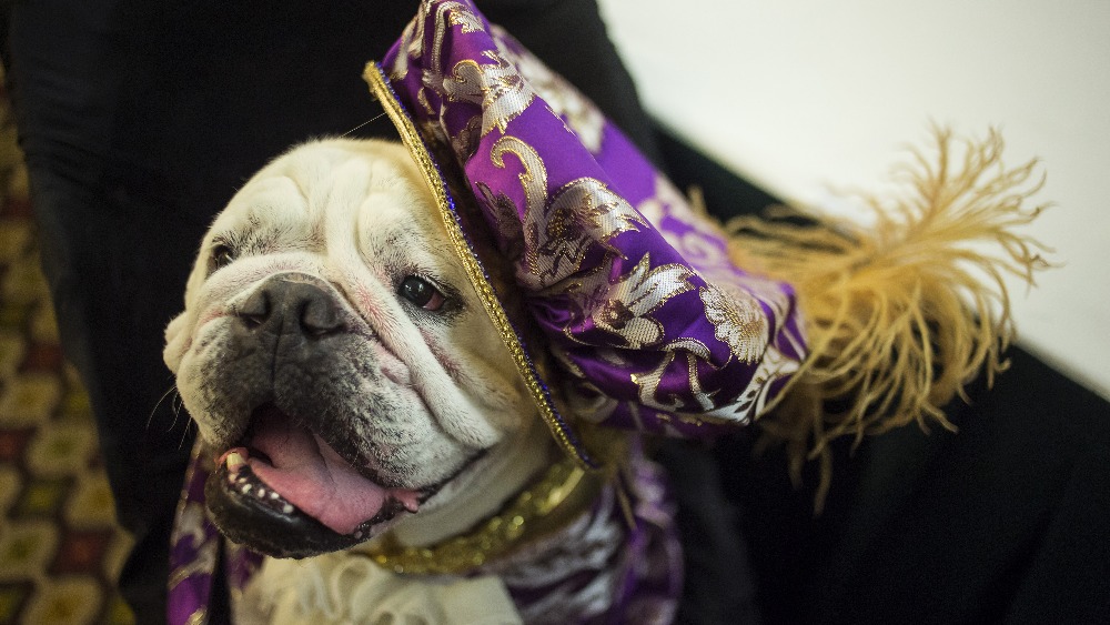 Canine couture at 'New York Fashion Week for dogs' ITV News