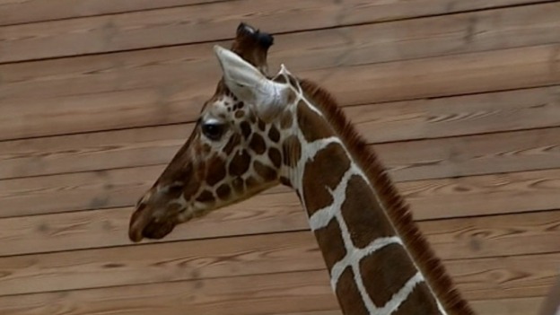 Marius, the giraffe killed and fed to lions after a decision by Copenhagen Zoo.