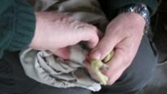 Volunteers at the Hawk and Owl Trust and the North West Norfolk Ringing Group have attached ID rings to the legs of the chicks