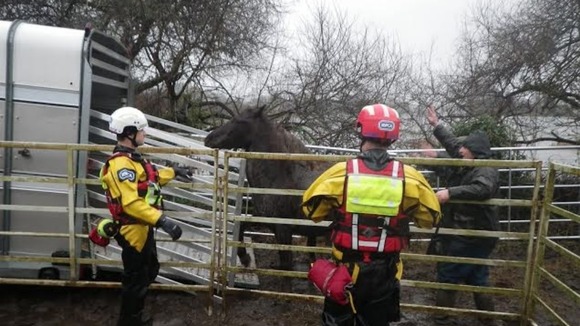 An RSPCA flood rescue team directs horses into a corral in Dorset