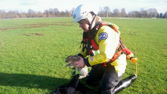 An RSPCA rescue worker holds a rabbit in a flooded field in Windsor, Berkshire