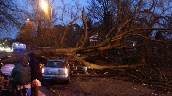 Fallen tree on Barlow Moor Road