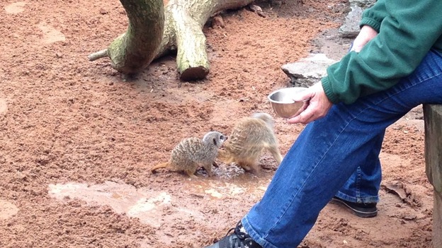 Mighty Mite, a nine-week-old meerkat with her father, Groucho.