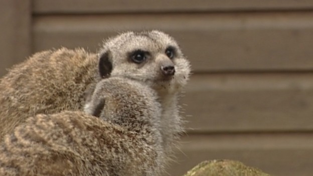 Groucho has lost his place as top-ranking male as he cares for his daughter.