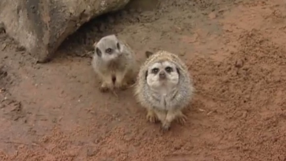 Groucho has lost his status as top-ranking meerkat to care for his daughter.
