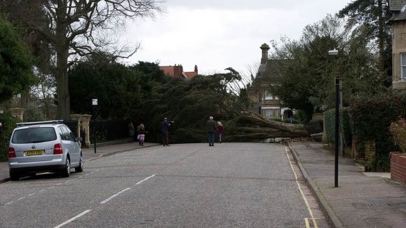 A fallen tree in the Lexden area of Colchester, Essex