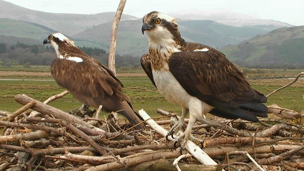 Ospreys Monty and Nora