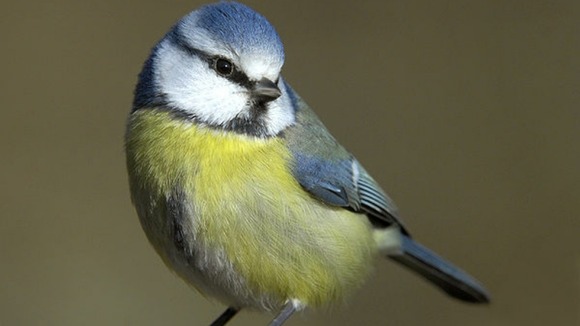 Blue Tit