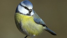 Blue Tit
