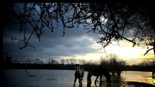 Two horses in water
