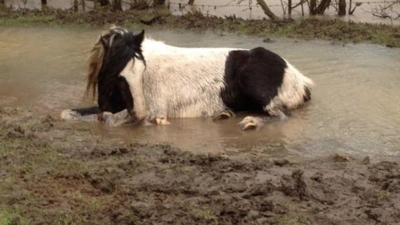 Horse sitting in floodwater