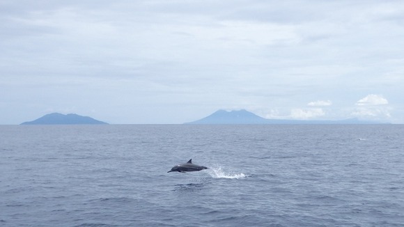 Leaping dolphins a feature of the race