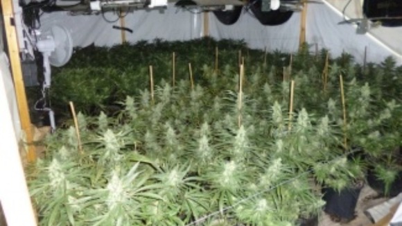 Over 2,000 plants were found at various stages of development