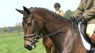 Olympic hopefuls at horse trials at Houghton House