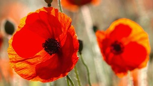 Poppies