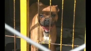 dog barking