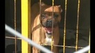 dog barking