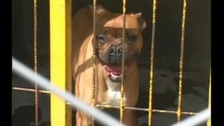 dog barking