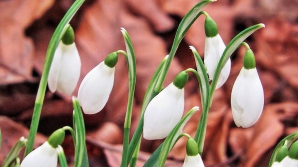 Snowdrops