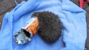 Hedgehog
