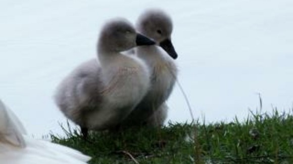 cygnets in the forest of dean