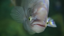 Giant fish turns pink after Skips addiction