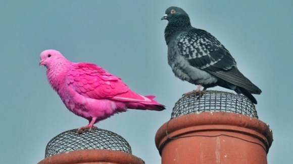A pink bird, resembling a pigeon, sits on a rooftop in Darlington