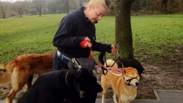 Professional Dog Walking Laws Uk Professional Dog Walking Laws Uk