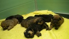 abandoned puppies